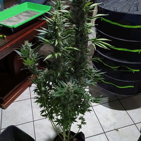Black Domina growlog timeline photo