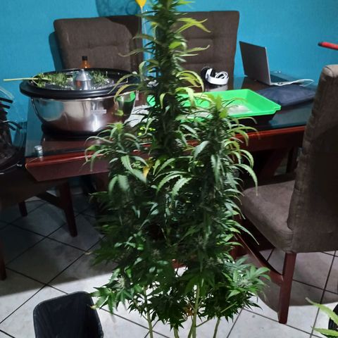 Black Domina growlog timeline photo