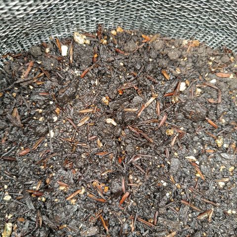 Legendary Punch growlog photo: Primeiro dia no vaso, 21:11 pouca água diluído com 8-8-8 uma tampinha 2 litros de água 