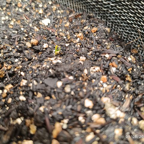 Legendary Punch growlog photo: Uma das fotos tem uma vermiculita em cima dela não quis remover estou aprendendo 