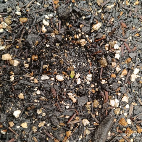 Legendary Punch growlog photo: Uma das fotos tem uma vermiculita em cima dela não quis remover estou aprendendo 