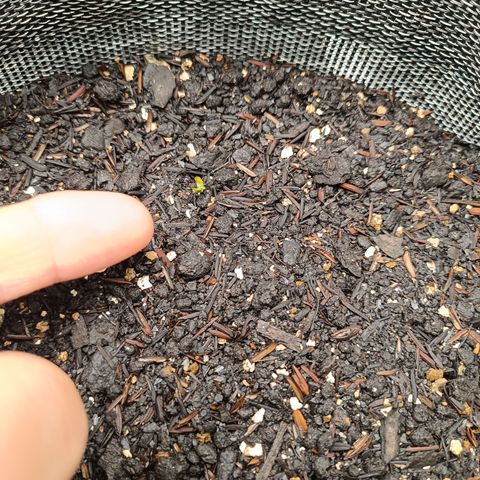 Legendary Punch growlog photo: No dia anterior eu havia dito sobre uma que estava com uma vermiculita encima dela, pois é hoje ela apareceu enorme maiores que as outras fiquei chocado da evolução pensei até em germinar outra seeds fiquei surpreso embreve irei numera elas esqueci estou no caminho, primeira vez e colocando passo a passo 