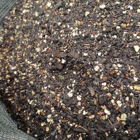 Legendary Punch growlog photo: No dia anterior eu havia dito sobre uma que estava com uma vermiculita encima dela, pois é hoje ela apareceu enorme maiores que as outras fiquei chocado da evolução pensei até em germinar outra seeds fiquei surpreso embreve irei numera elas esqueci estou no caminho, primeira vez e colocando passo a passo 