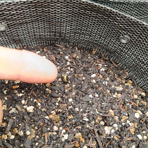 Legendary Punch growlog photo: No dia anterior eu havia dito sobre uma que estava com uma vermiculita encima dela, pois é hoje ela apareceu enorme maiores que as outras fiquei chocado da evolução pensei até em germinar outra seeds fiquei surpreso embreve irei numera elas esqueci estou no caminho, primeira vez e colocando passo a passo 
