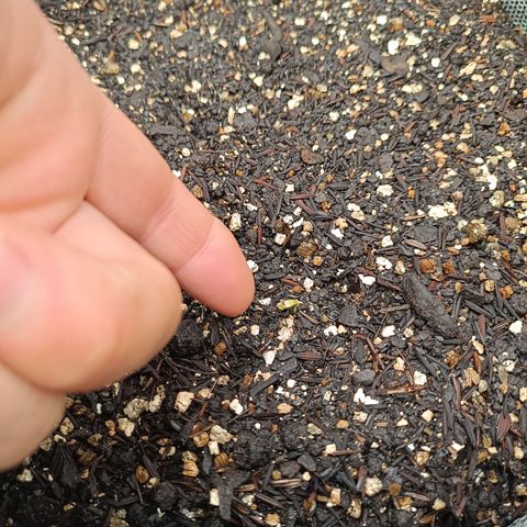 Legendary Punch growlog photo: No dia anterior eu havia dito sobre uma que estava com uma vermiculita encima dela, pois é hoje ela apareceu enorme maiores que as outras fiquei chocado da evolução pensei até em germinar outra seeds fiquei surpreso embreve irei numera elas esqueci estou no caminho, primeira vez e colocando passo a passo 