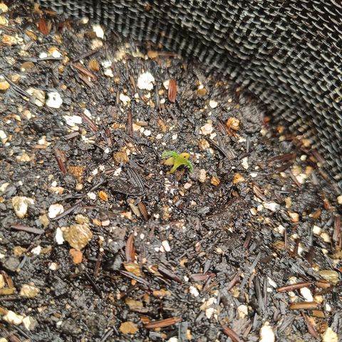 Legendary Punch growlog photo: Cresceram mais um pouco, porém a 🌡️ temperatura está alta estamos no inverno rigoso 