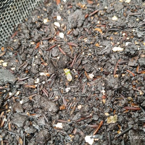 Legendary Punch growlog photo: Daria pra notar o crescimento delas em uma grande proporção, mesmo o tempo estando muito frio e difícil manter a temperatura do Grow 