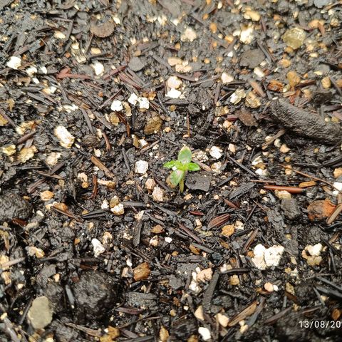 Legendary Punch growlog photo: Daria pra notar o crescimento delas em uma grande proporção, mesmo o tempo estando muito frio e difícil manter a temperatura do Grow 