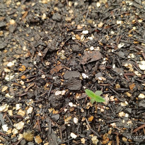 Legendary Punch growlog photo: Daria pra notar o crescimento delas em uma grande proporção, mesmo o tempo estando muito frio e difícil manter a temperatura do Grow 