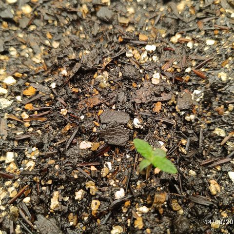 Legendary Punch growlog photo: Hoje aumentou o PPFD para 350