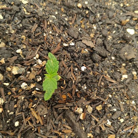 Legendary Punch growlog photo: Tirei foto tarde, mas estou contente porque estou vendo as mudanças acontecendo 