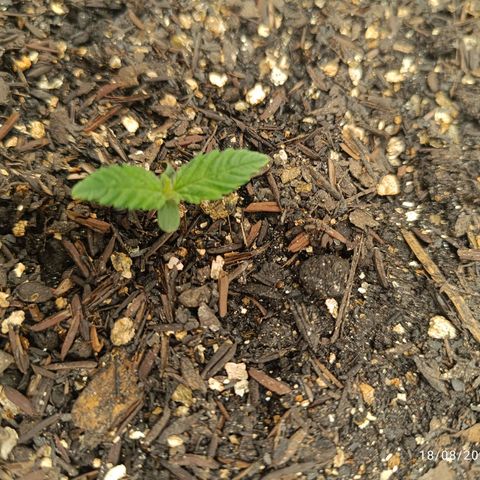 Legendary Punch growlog photo: Tirei foto tarde, mas estou contente porque estou vendo as mudanças acontecendo 