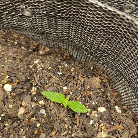Legendary Punch growlog photo: Notando que estão saudáveis 
