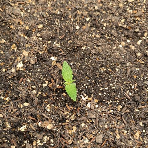 Legendary Punch growlog photo: Notando que estão saudáveis 
