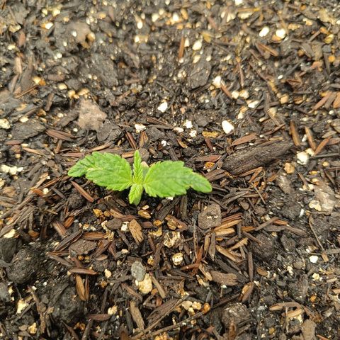 Legendary Punch growlog photo: Notando que estão saudáveis 