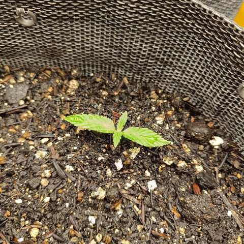 Legendary Punch growlog timeline photo