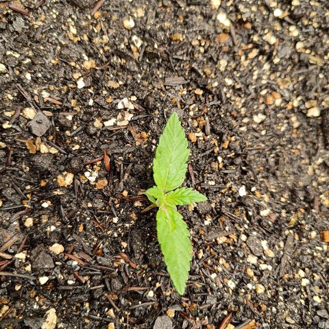 Legendary Punch growlog timeline photo