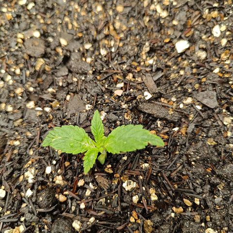 Legendary Punch growlog timeline photo