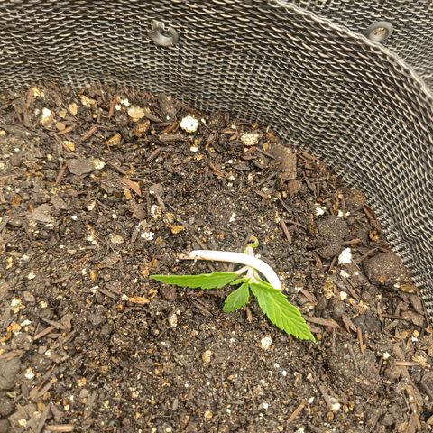 Legendary Punch growlog photo: Início da LST, será minha primeira vez fazendo LST iremos ver qual será a melhor forma de cultivar 