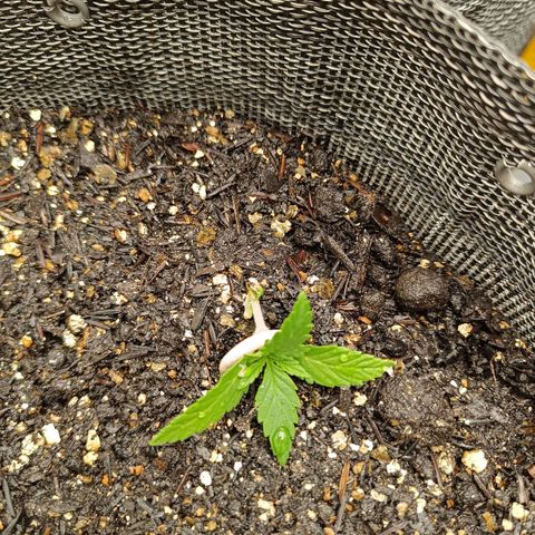Legendary Punch growlog photo: Hoje teve fert 8-8-8 pela manhã e também de noite as 19:40