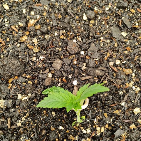 Legendary Punch growlog photo: Hoje teve fert 8-8-8 pela manhã e também de noite as 19:40