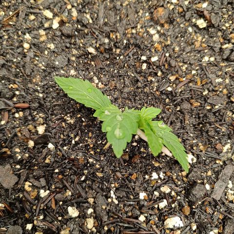 Legendary Punch growlog photo: Hoje teve fert 8-8-8 pela manhã e também de noite as 19:40