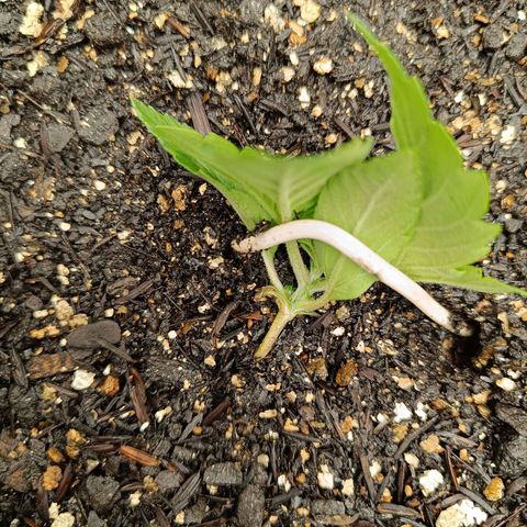 Legendary Punch growlog timeline photo