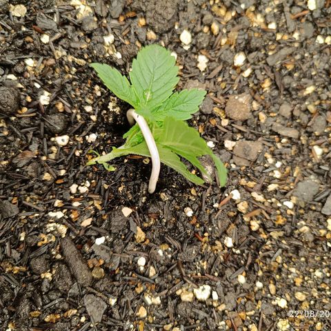 Legendary Punch growlog timeline photo