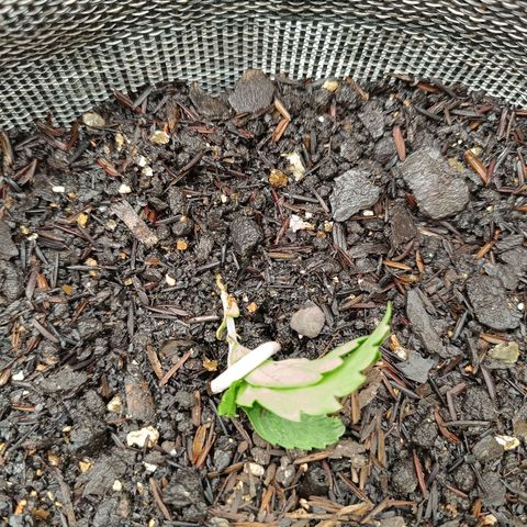 Legendary Punch growlog photo: Hoje teve fert 8-8-8 de 6hs e as 20:30 