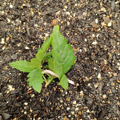 Legendary Punch growlog photo: Hoje teve fert 8-8-8 de 6hs e as 20:30 