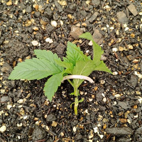 Legendary Punch growlog photo: Hoje teve fert 8-8-8 de 6hs e as 20:30 