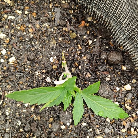 Legendary Punch growlog photo: Hoje teve fert 8-8-8 de 6hs e as 20:30 