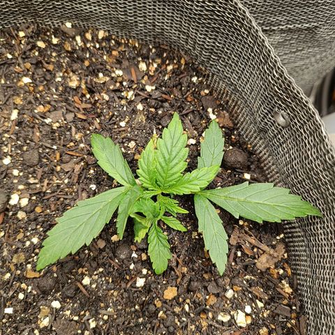 Legendary Punch growlog photo: Fert 8-8-8 9hs e as 20hs 