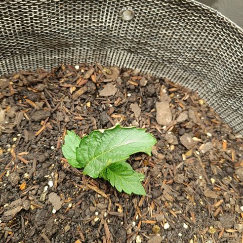 Legendary Punch growlog photo: Fert 8-8-8 9hs e as 20hs 