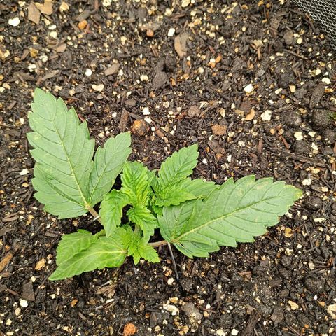 Legendary Punch growlog photo: Fert 8-8-8 9hs e as 20hs 