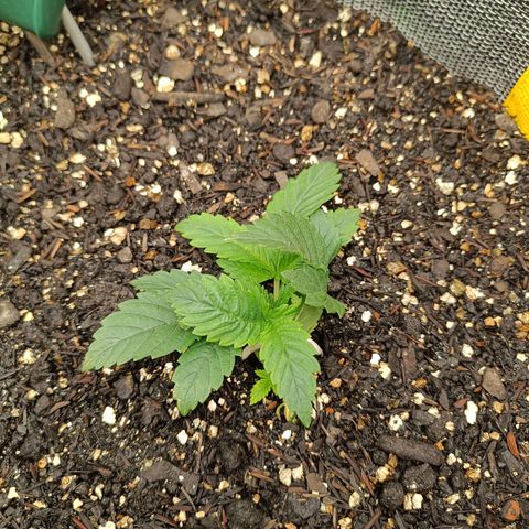 Legendary Punch growlog photo: Fert 8-8-8 9hs e as 20hs 