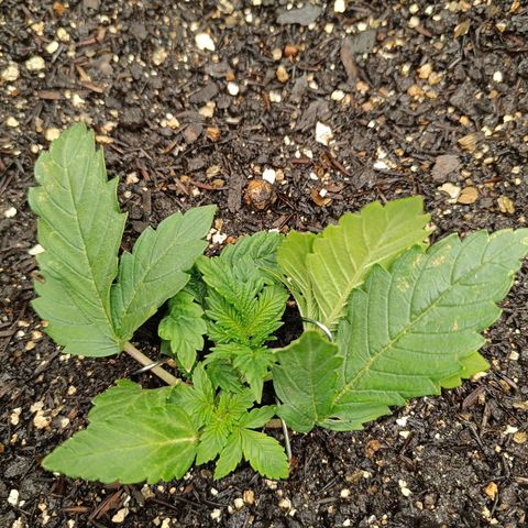 Legendary Punch growlog timeline photo