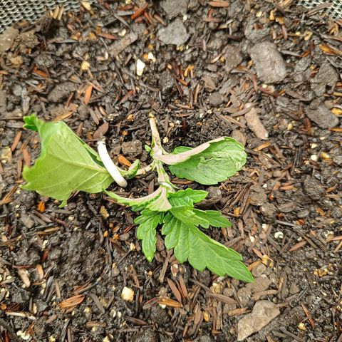 Legendary Punch growlog timeline photo