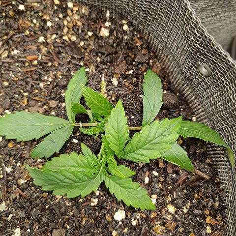 Legendary Punch growlog timeline photo