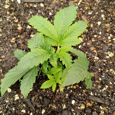 Legendary Punch growlog timeline photo