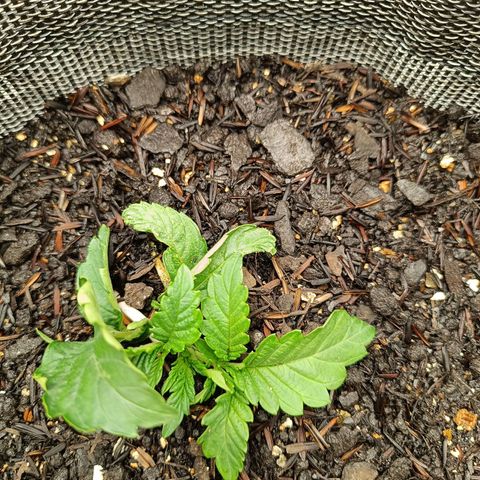 Legendary Punch growlog timeline photo