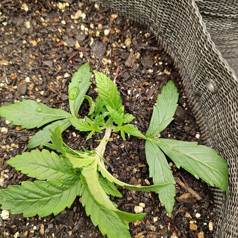Legendary Punch growlog timeline photo