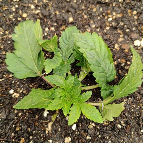 Legendary Punch growlog timeline photo