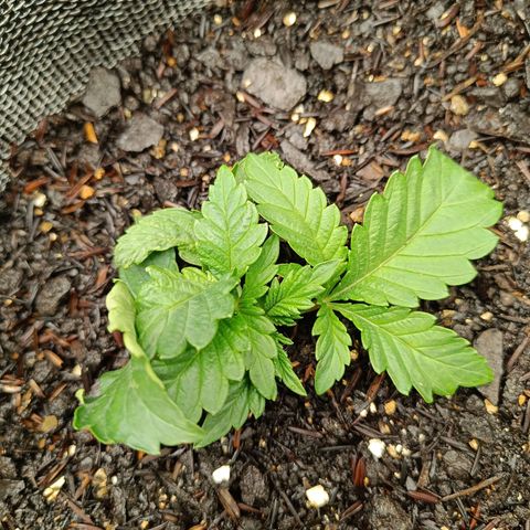Legendary Punch growlog timeline photo