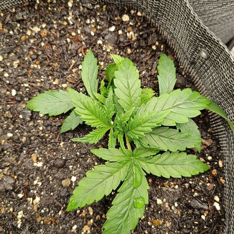 Legendary Punch growlog timeline photo