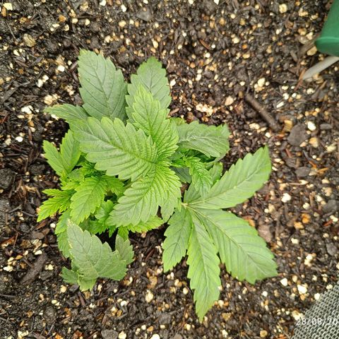 Legendary Punch growlog timeline photo