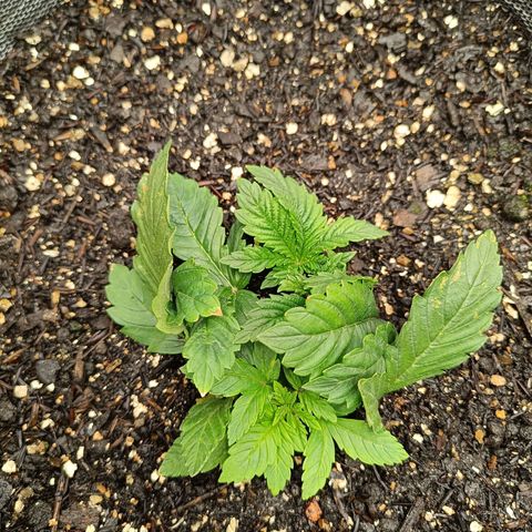 Legendary Punch growlog timeline photo