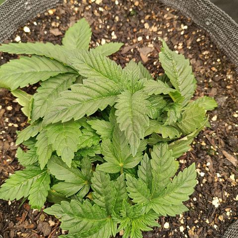 Legendary Punch growlog photo: Segue crescendo muito fert 3 dias e um de água 