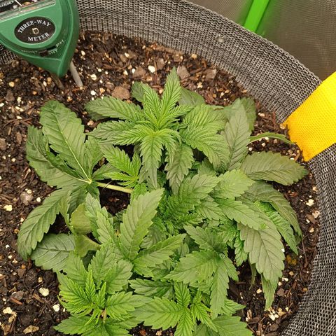 Legendary Punch growlog photo: Segue crescendo muito fert 3 dias e um de água 