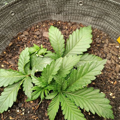 Legendary Punch growlog photo: Segue crescendo muito fert 3 dias e um de água 